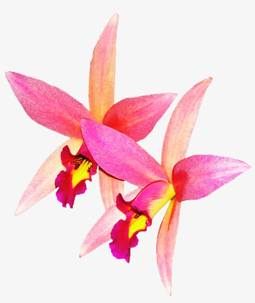 Orchid Flower Png Image - เวก เตอร์ ดอก กล้วยไม้, transparent png download