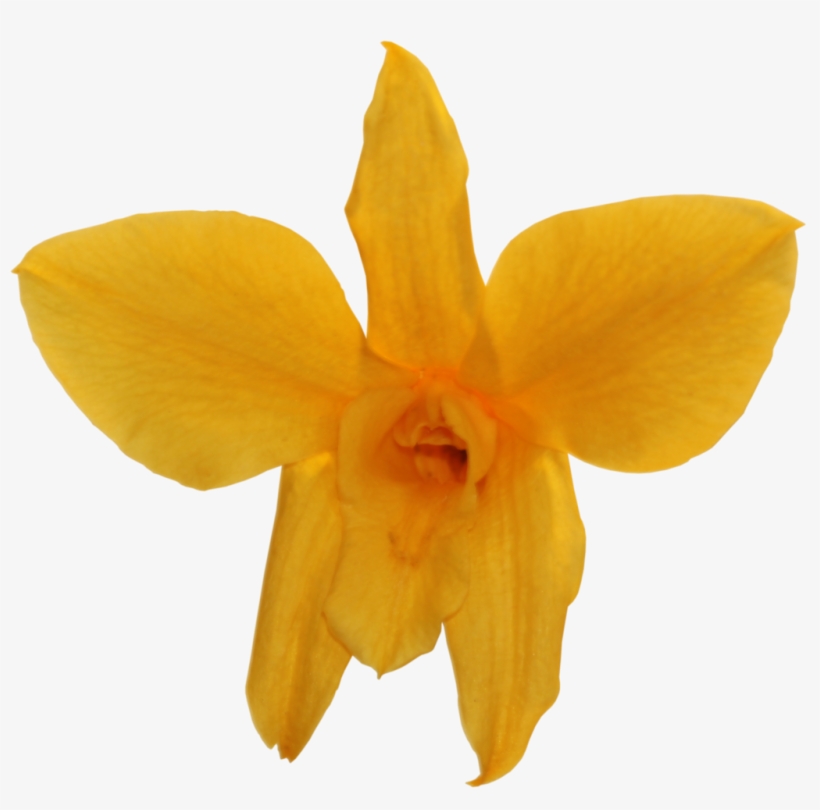 Narcissus, transparent png download