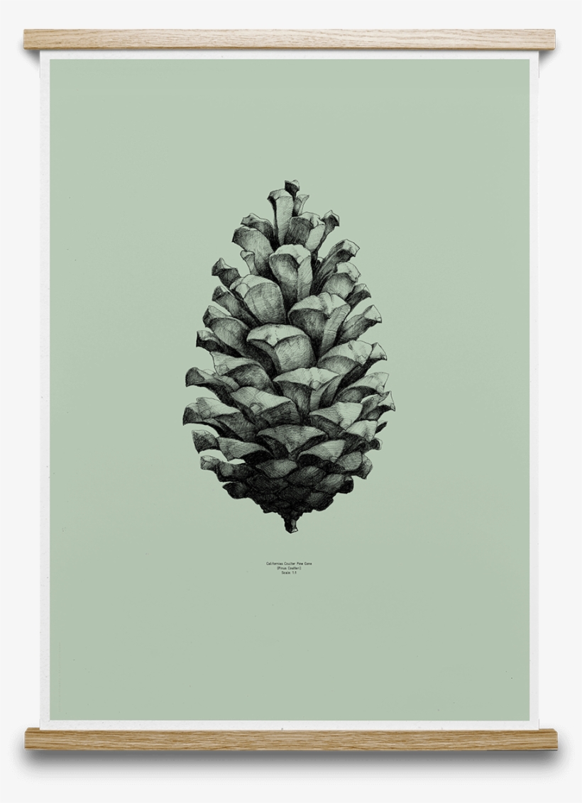Pine Cone Form Us With Love - Drawing Thin Pine Cone, transparent png download