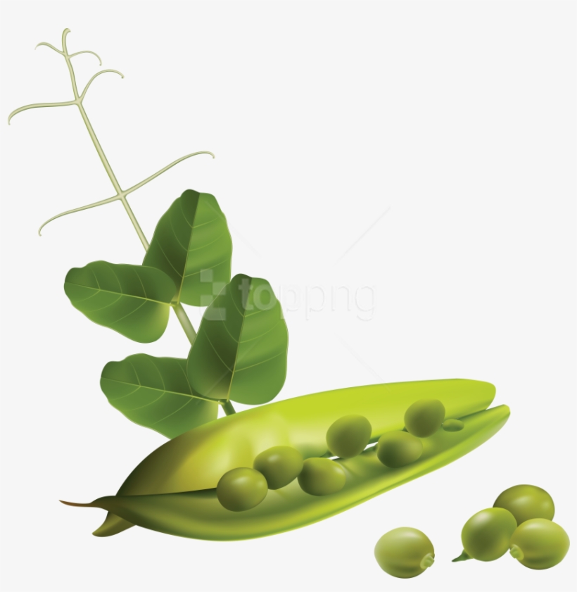 Download Pea Clipart Png Photo - Free Vector Vegetables, transparent png download
