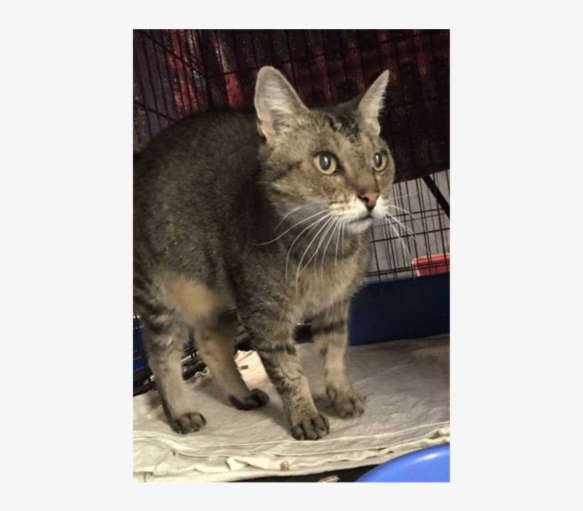 Photo Of Possum - Domestic Short-haired Cat, transparent png download