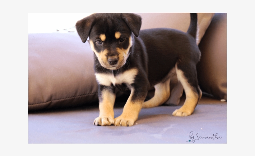 Donate To Petrescue - Companion Dog, transparent png download