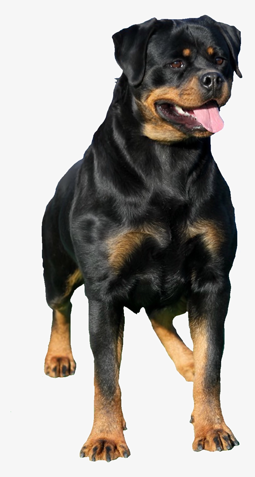 Rottweiler Png, transparent png download