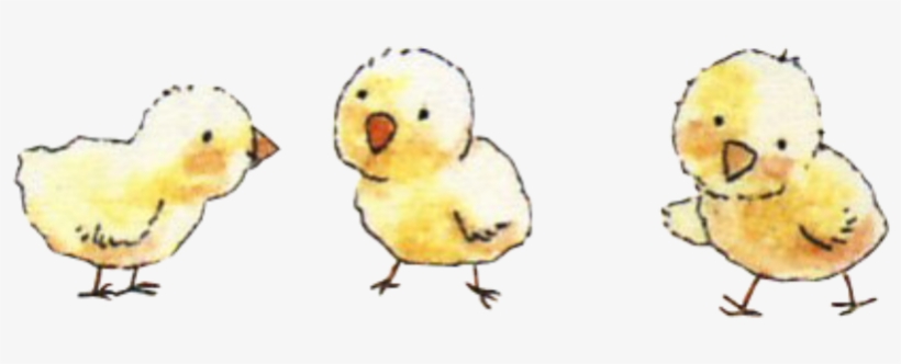 #baby #chicks #freetoedit - Duck, transparent png download