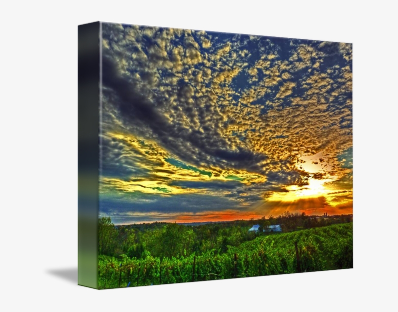 650 X 563 6 - Sunset Vineyard, transparent png download