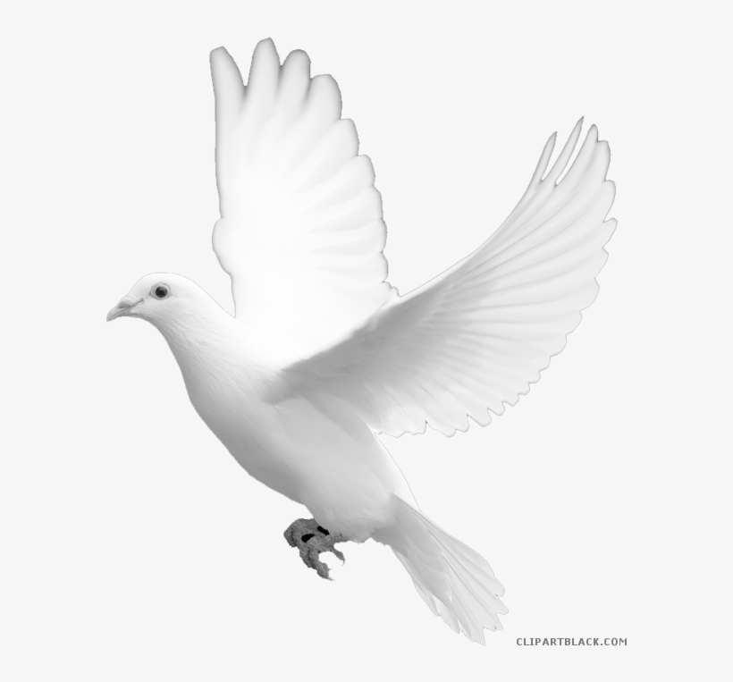 White Dove Clipart - White Dove Psd, transparent png download