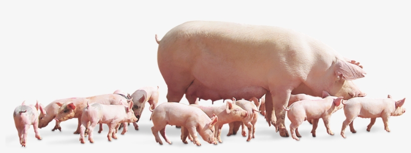 60,6% Muscle With Image Meater - Naima Pigs, transparent png download