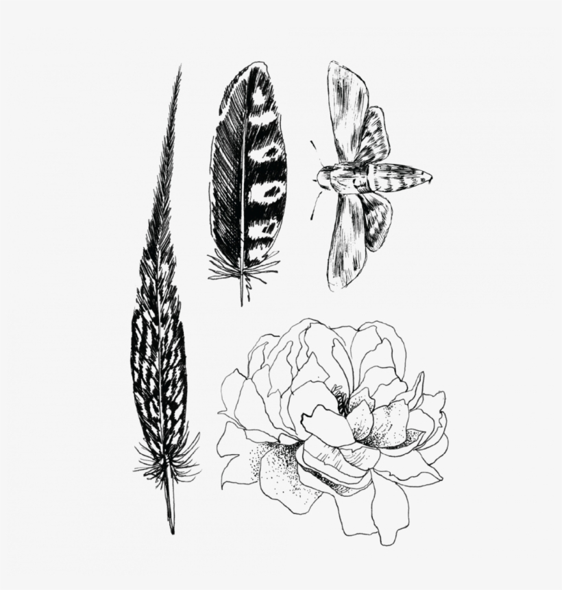 Black Set Of Feathers Flower And Moth - Sketch, transparent png download