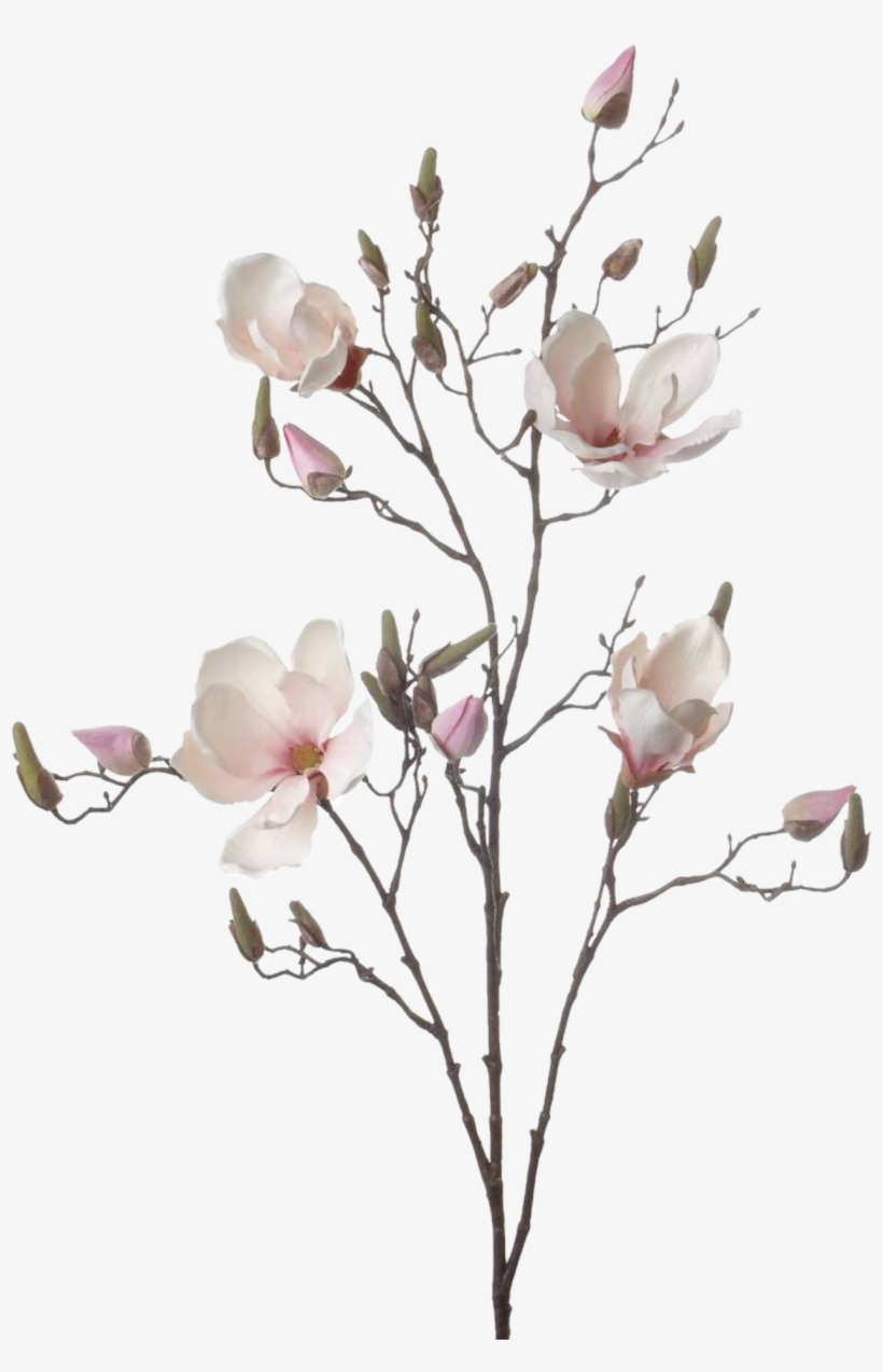 Branch Drawing Ubisafe Flowermagnolia Sticker By Aam - Artificial Flower, transparent png download