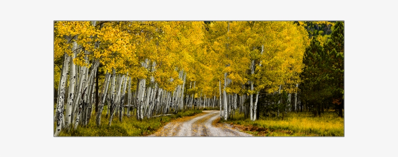 Grove, transparent png download