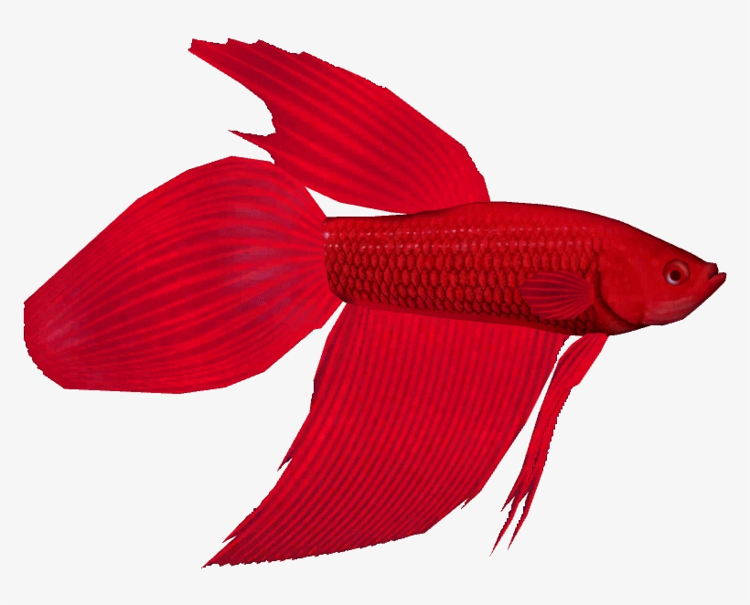 Bony-fish, transparent png download