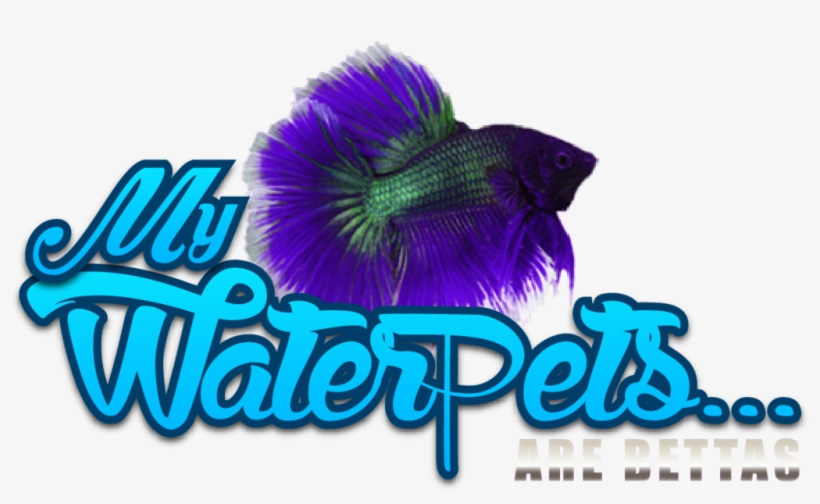 Photo 7cb574f8 8c20 4f82 A623 Dbc2e7336b8b - Graphic Design, transparent png download