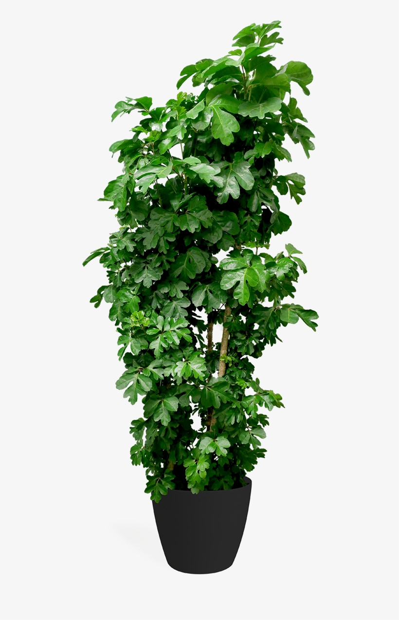 Jamaican Aralia - Aralia Jamaica, transparent png download