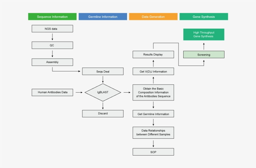 Single B Cell Antibody Sequencing Analysis - Diagram, transparent png download