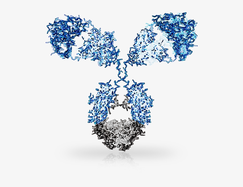 Biontech Swallows Mab Discovery Antibody Unit - Illustration, transparent png download