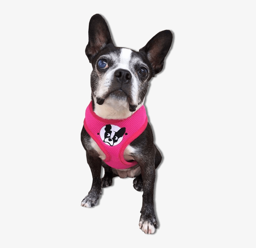 French Bulldog, transparent png download