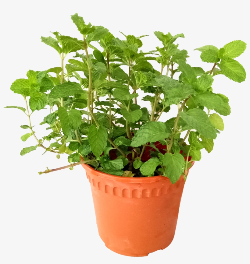 Are Mint Leaves Edible - Flowerpot, transparent png download