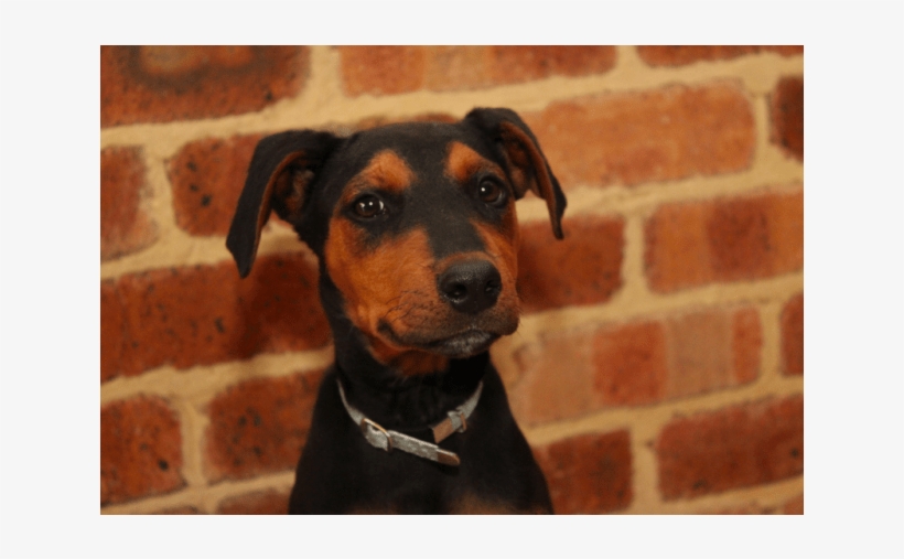 Donate To Petrescue - Companion Dog, transparent png download