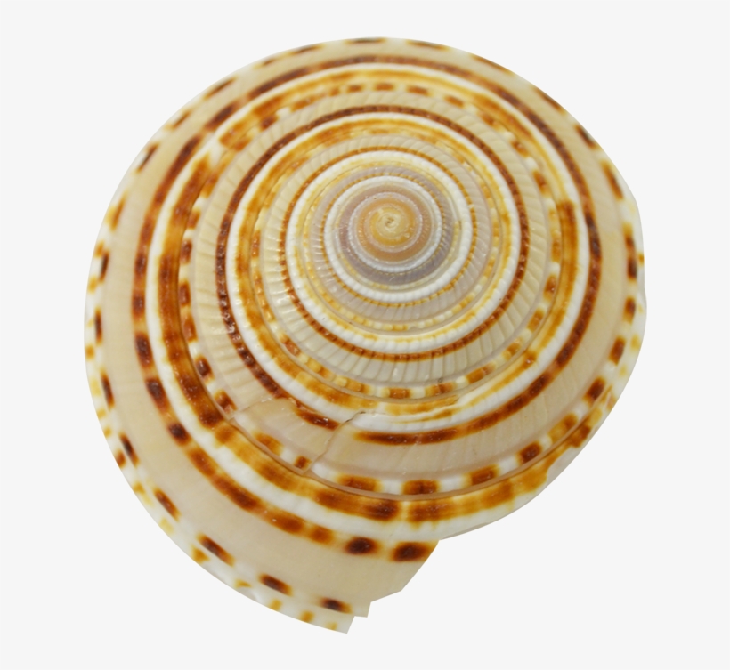 Spiral, transparent png download