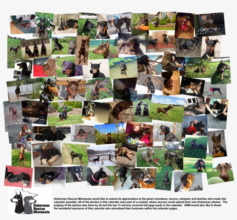 2015 Doberman Rescue Calendars Now Available $15 Each - Collage, transparent png download