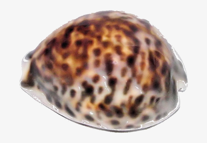 Tiger - Shell, transparent png download