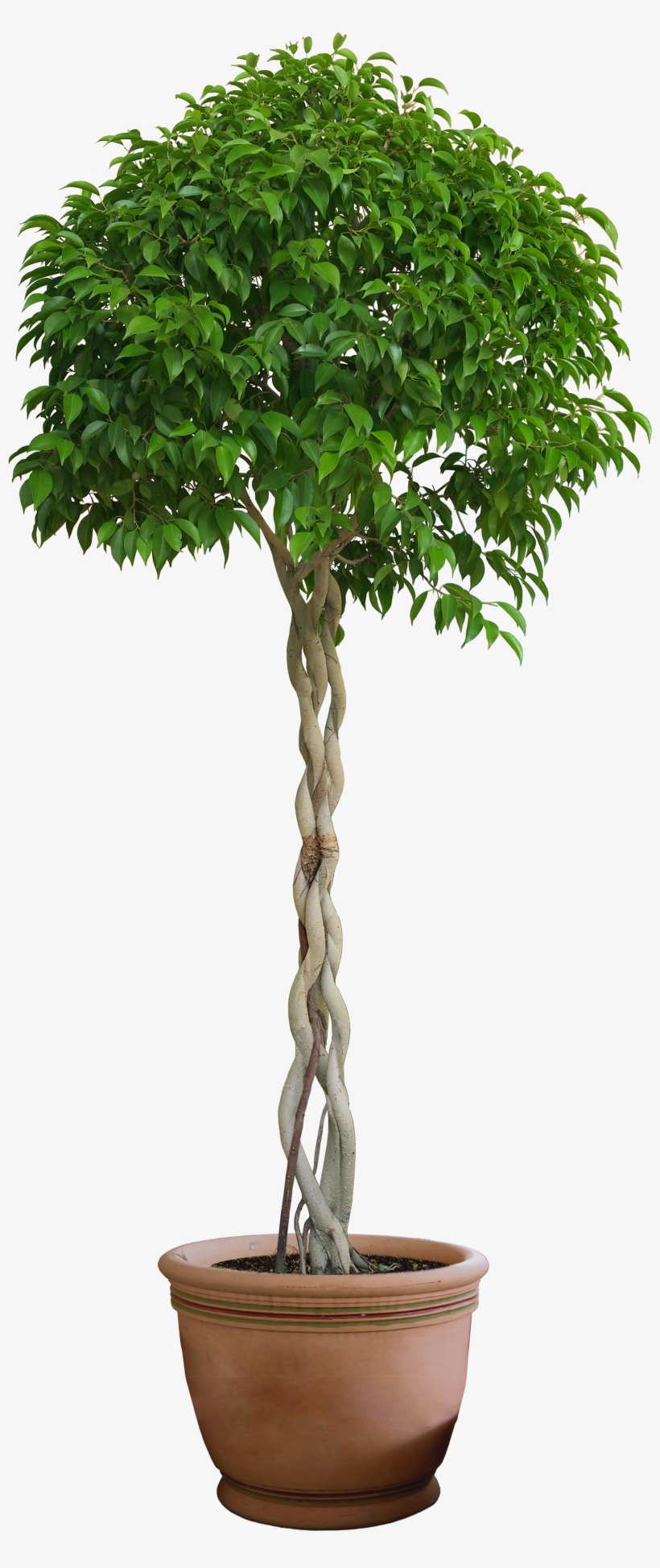 Текстура Комнатных Растений - Bay Leaf Trees, transparent png download