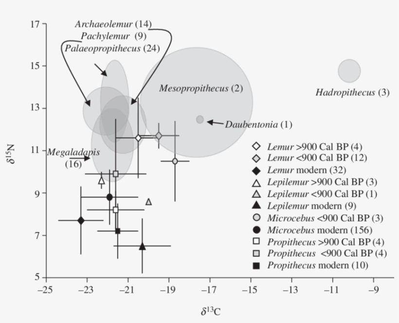 Mean D 13 C And D 15 N Values For All Ste Extinct Lemur - Diagram, transparent png download