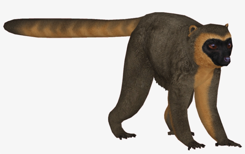 Golden Bamboo Lemur - New World Monkey, transparent png download