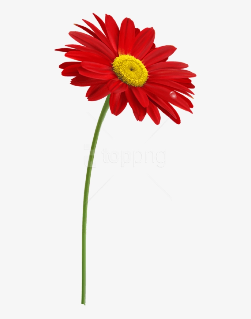 Free Png Red Gerber With Stem Png Images Transparent - One Red Flower Clipart, transparent png download