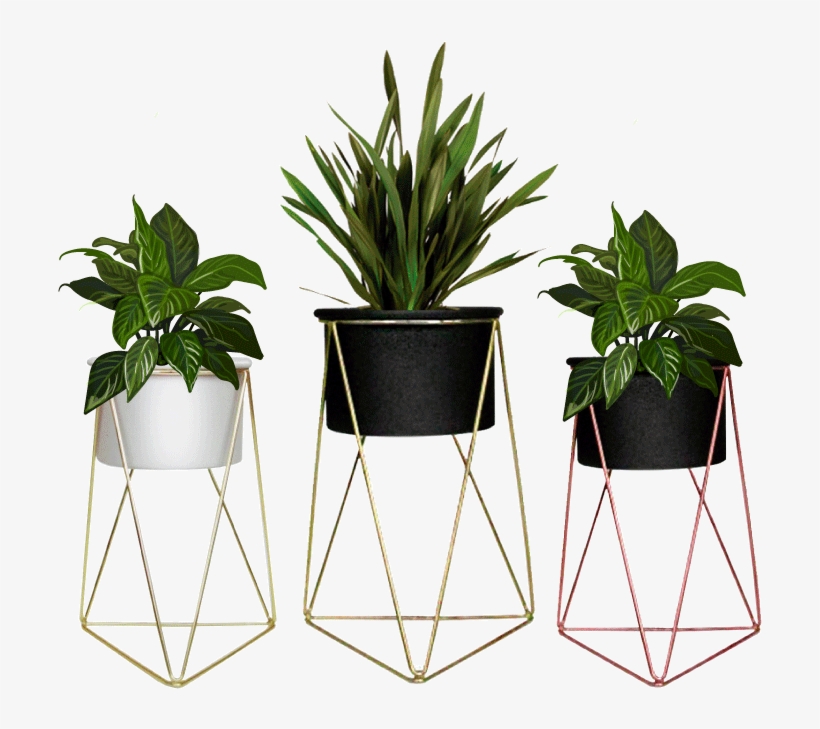 Houseplant, transparent png download