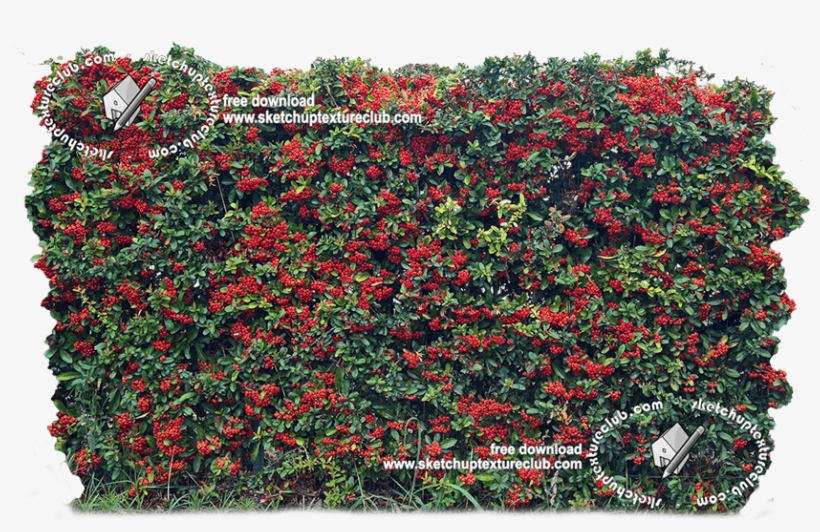 18708 Cut-out Autumnal Hedge Texture - Begonia, transparent png download