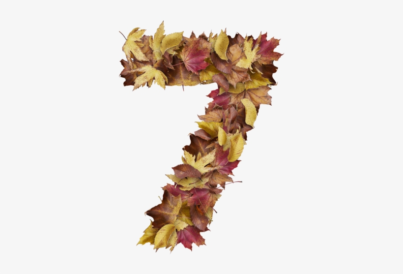 7 Number With Dry Leaves - Cockscomb, transparent png download