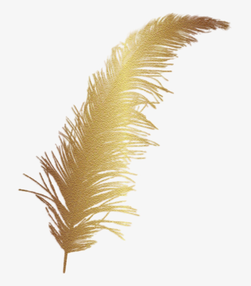#feather #gold #accent #decal - Pluma De Oro Png, transparent png download
