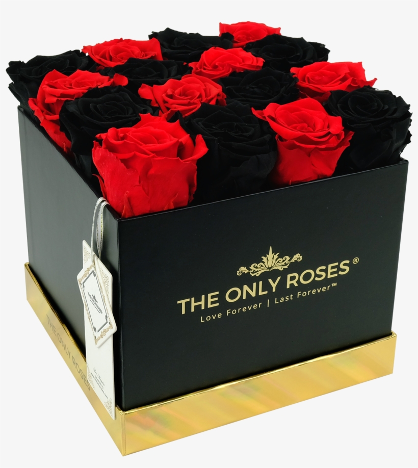 Black And Red Preserved Roses - Floribunda, transparent png download