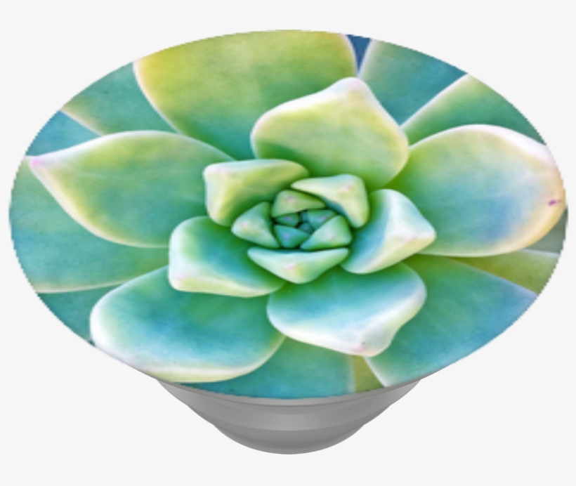 Now That's Succulent, Popsockets - White Mexican Rose, transparent png download