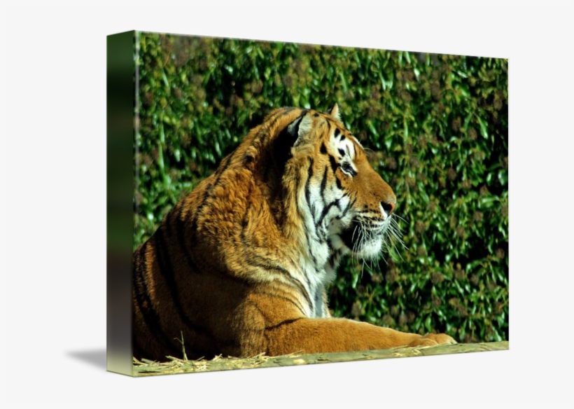 Siberian Tiger, transparent png download