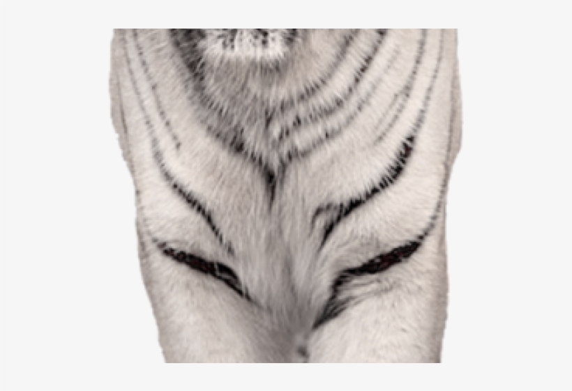 White Tiger Clipart Animalsclipart - Png Little Tiger White, transparent png download