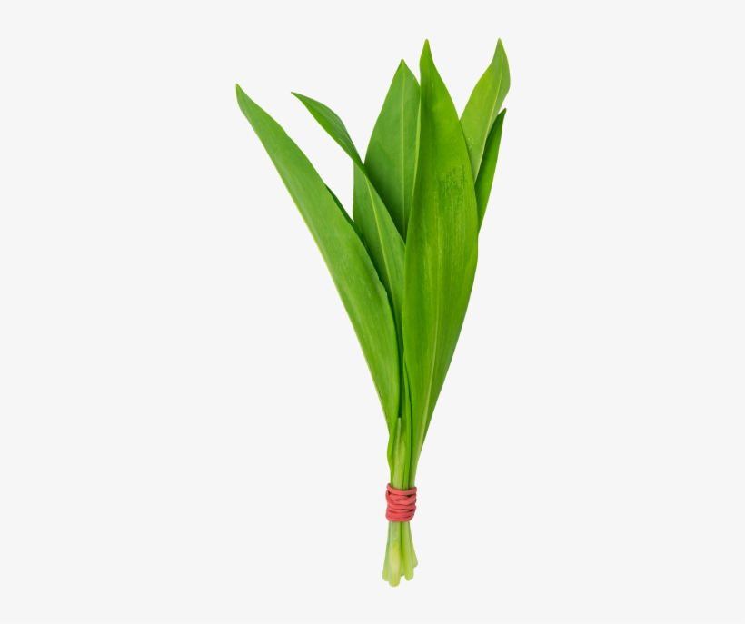 Ramsons - Grass, transparent png download