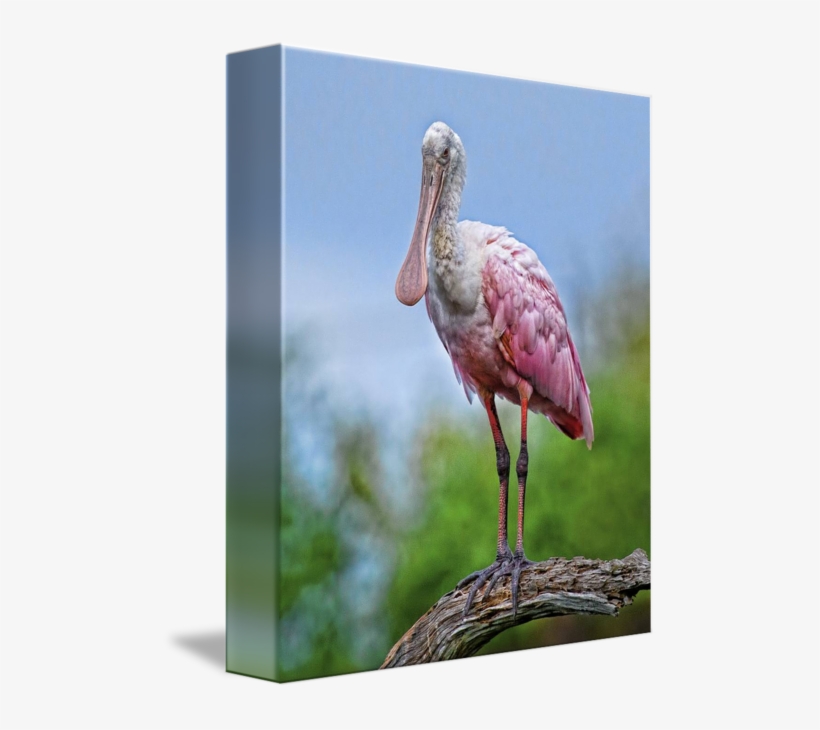 Roseate By Matthew Lerman - Roseate Spoonbill Painting, transparent png download