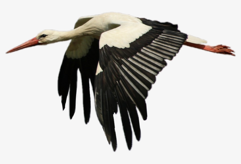 White Stork, transparent png download