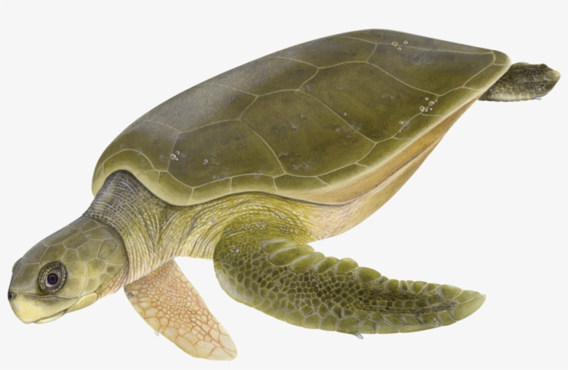 Dawn Witherington - Flatback Sea Turtle Png, transparent png download