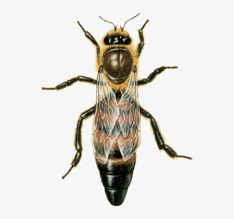 Queen Bee - Happens If The Queen Bee Dies, transparent png download