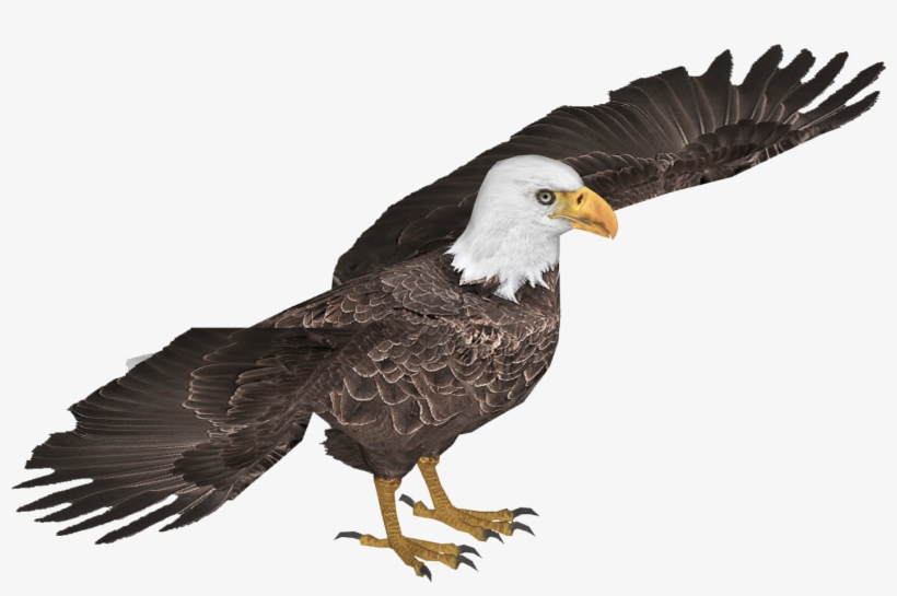 Eaglebald Jimmyzhoopz - Bald Eagle, transparent png download
