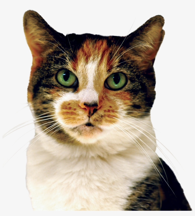 Cat - Domestic Short-haired Cat, transparent png download