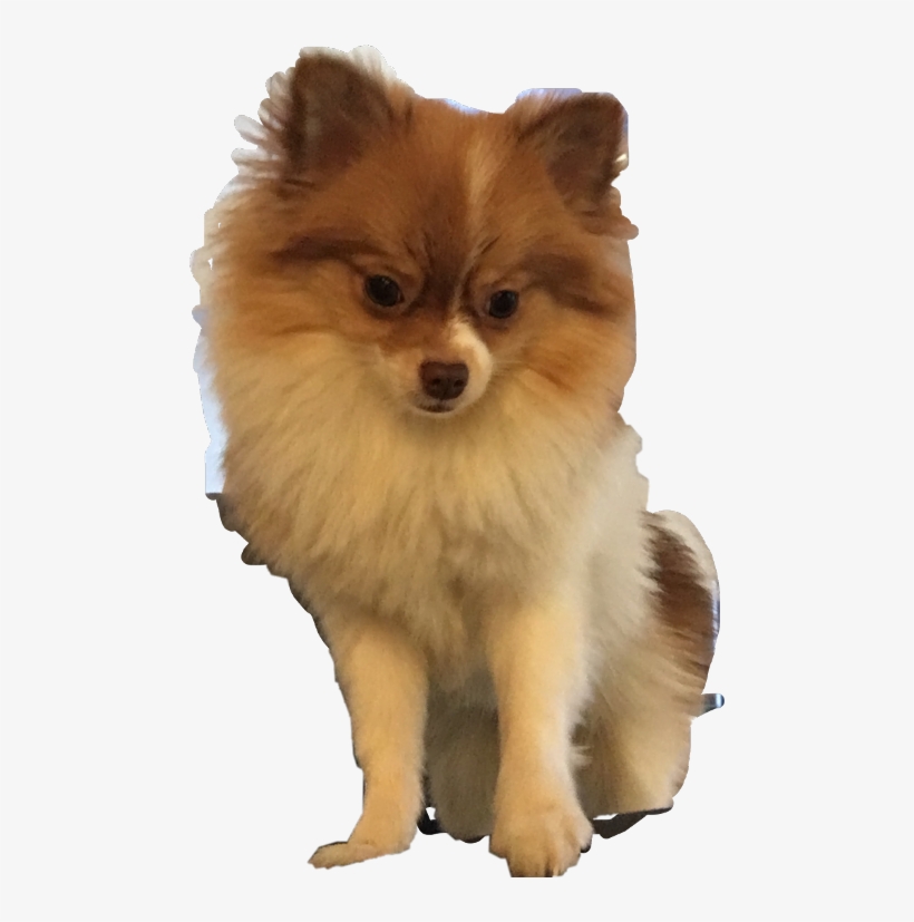 German Spitz Klein, transparent png download
