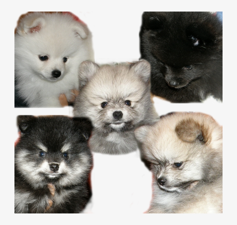 Highslide Js, transparent png download