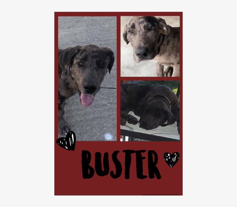 Donate To Petrescue - Treeing Tennessee Brindle, transparent png download