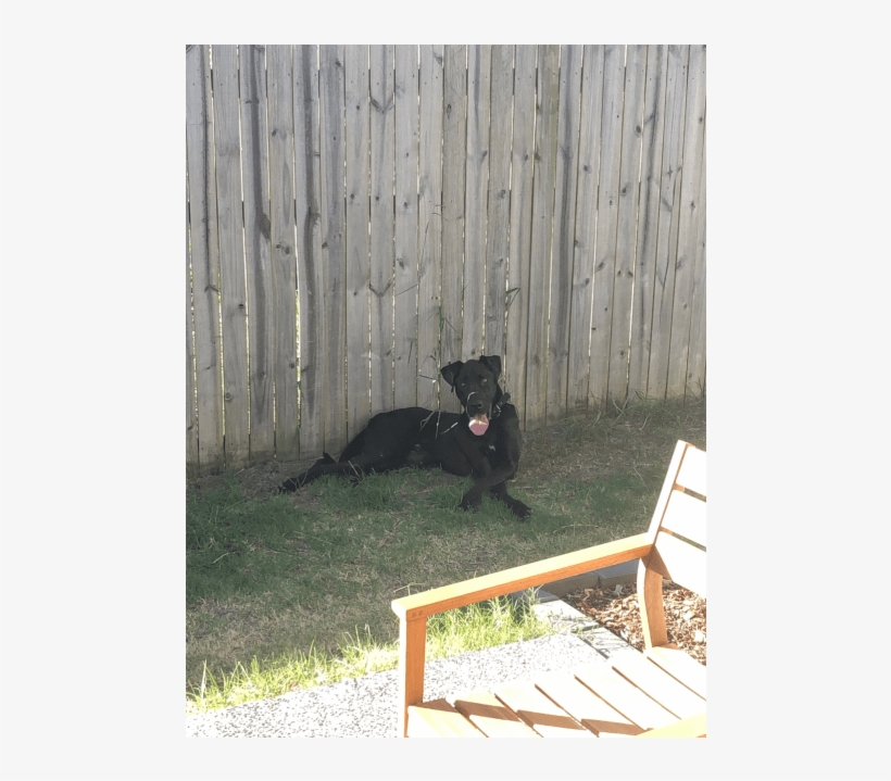 Companion Dog, transparent png download