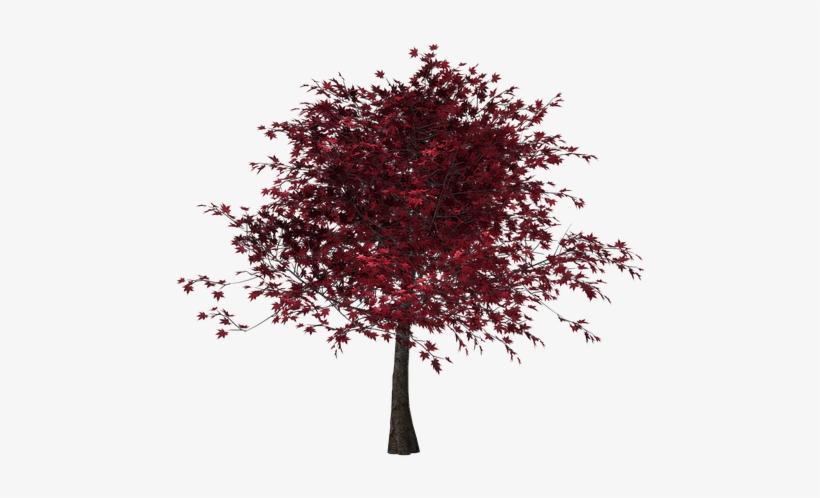 Free Photo Leaves Tree Isolated Red Leaves Digital - Дерево С Красными Листьями Пнг, transparent png download