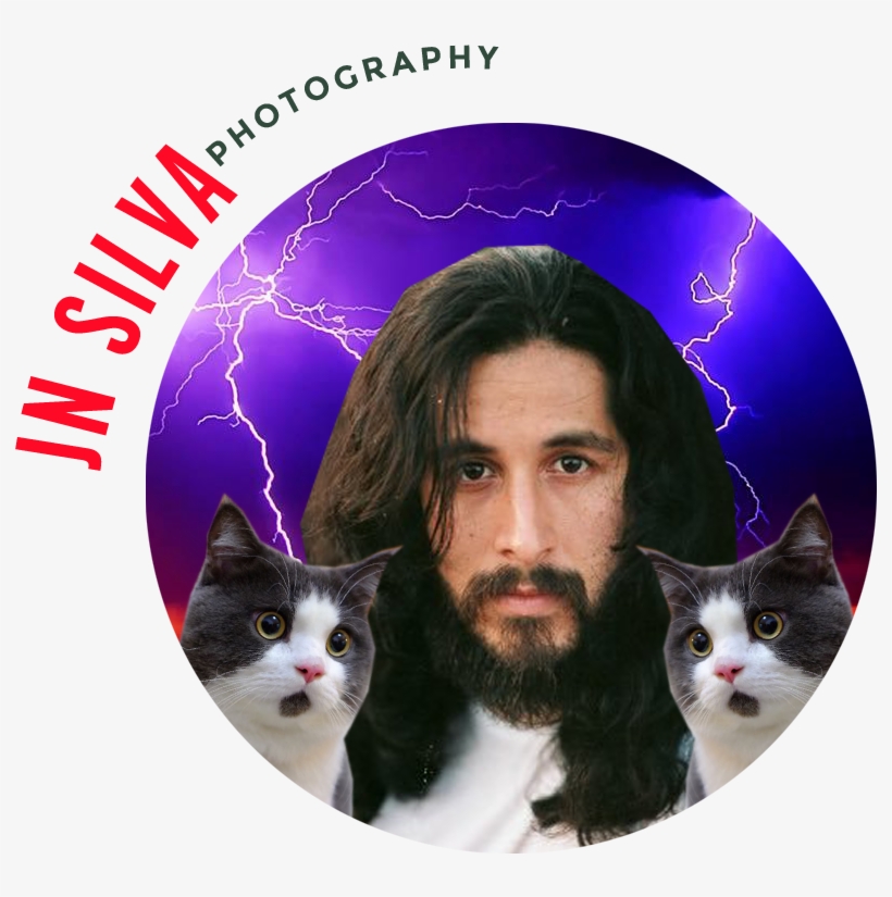 2017 Jn Silva Teacher Circlecropped - Domestic Short-haired Cat, transparent png download